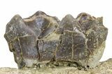 Fossil Titanothere (Megacerops) Jaw Section - South Dakota #300018-4